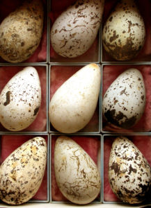 eier
