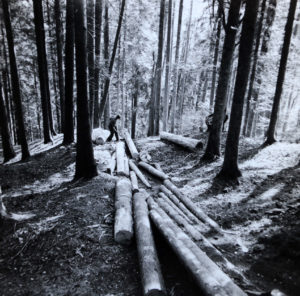 Wald Kultur am Montag