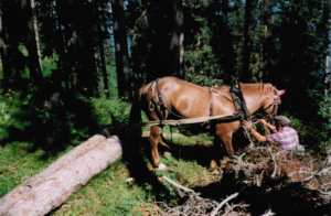 Wald Waldarbeit Tschiertschen