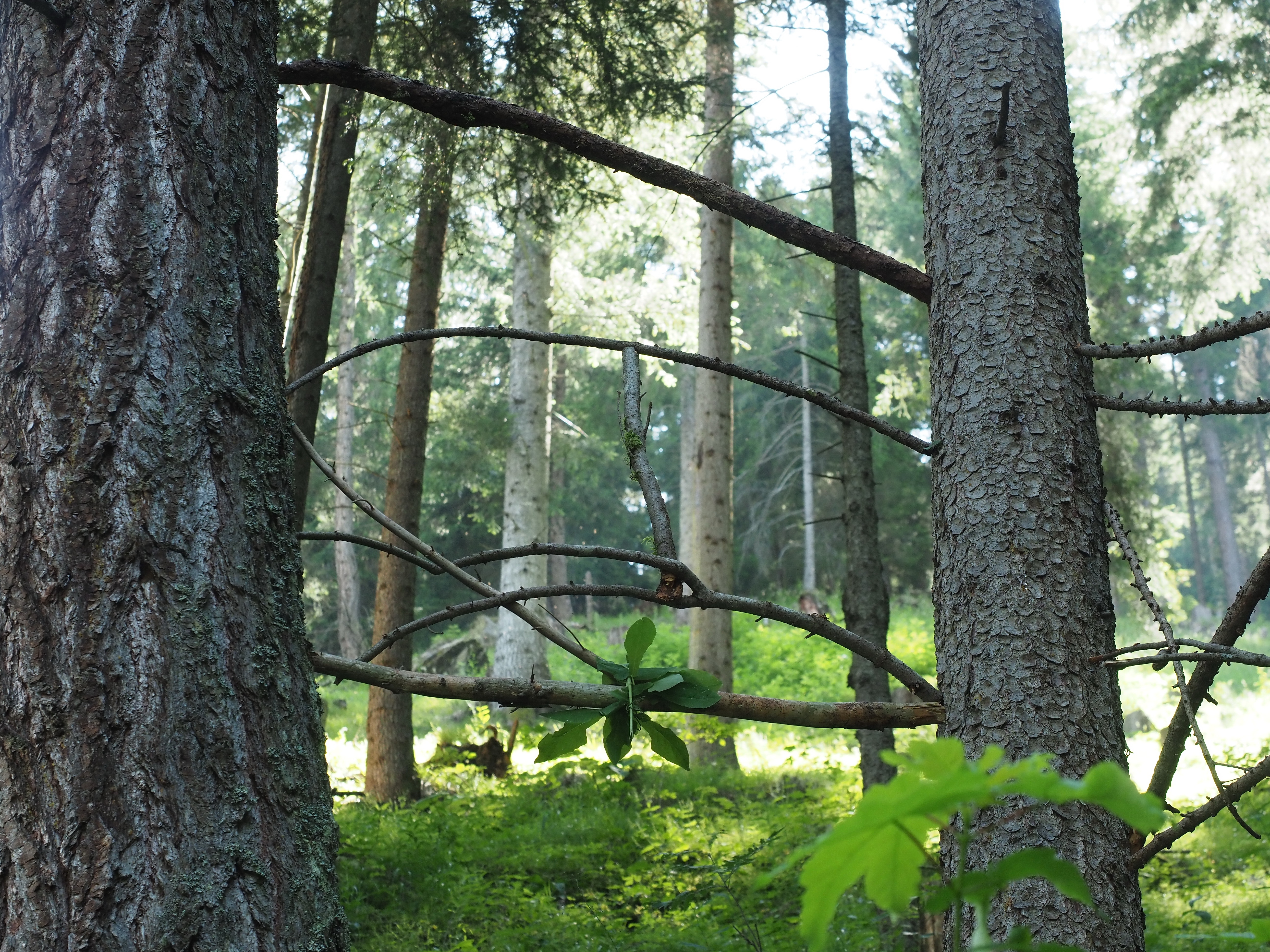 Landart Tschiertschen Juli 2019