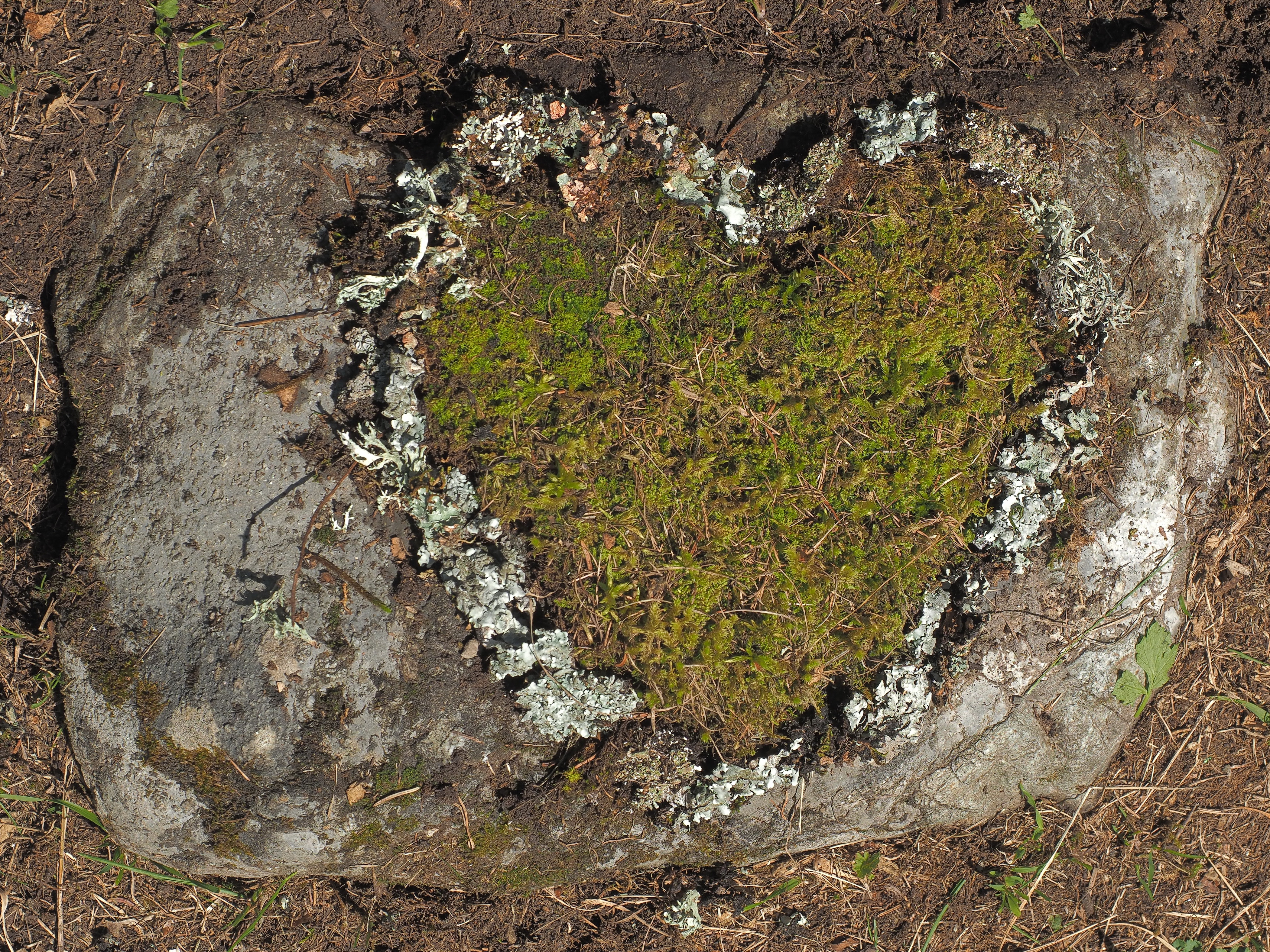 Landart Tschiertschen Juli 2019