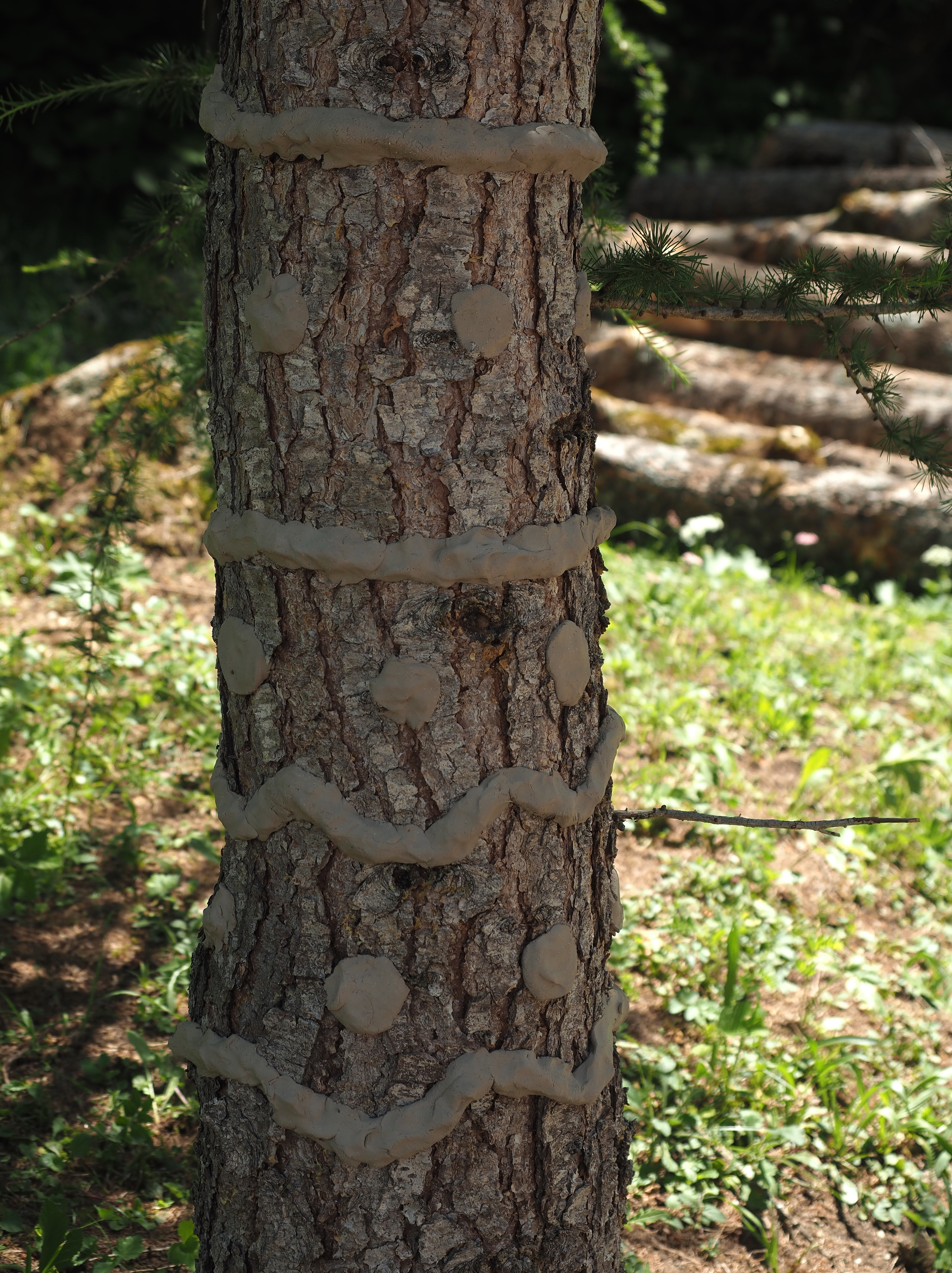 Landart Tschiertschen Juli 2019